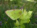 Colias phicomone